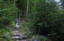 01-Bosco di faggio lungo il sentiero che sale al rifugio Zacchi