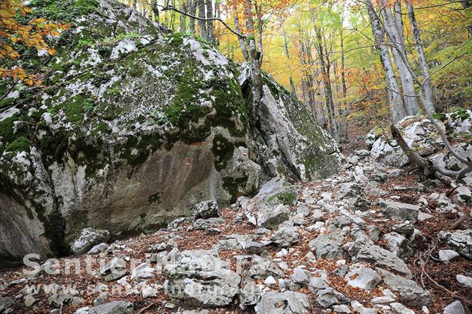 04-Nella faggeta carsica della valle Pagana