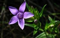 Genzianella pelosa [<i>Gentianella pilosa</i>]