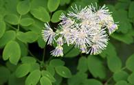 Talittro a foglie di aquilegia [<i>Thalictrum aquilegifolium</i>]