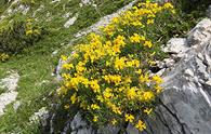 Ginestra stellata [<i>Genista radiata</i>]