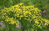 Senecione del Fuchs [<i>Senecio fuchsii</i>]