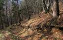 08-Bosco di faggio e abete rosso lungo il sentiero per malga Mezesnig