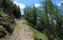 20-Rado bosco di larici sulle pendici di Punta Lonas