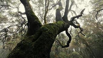 Land of Silence - january in La Gomera