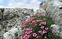 02-Cuscinetto di potentilla rosea sulla Creta di Aip