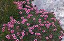 05-Potentilla rosea a sella Grubia