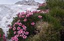 06-Cuscinetto di potentilla rosea a sella Grubia