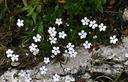 02-Fioritura di silene alpestre presso sella Grubia