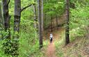 05-Bosco di pino e faggio lungo il sentiero naturalistico Prerit - Mincigos - Morosine