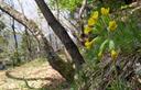 18-Fioritura di primula odorosa lungo il sentiero naturalistico Prerit - Mincigos - Morosine