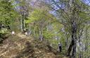 14-Bosco di faggio alle pendici del monte Cucco