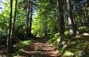 01-La pista forestale che serve gli impianti di risalita di Cave del Predil