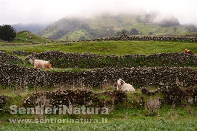 02-Animali al pascolo sulla Meseta de Nisdafe