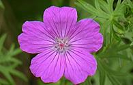 Geranio sanguigno [<i>Geranium sanguineum</i>]