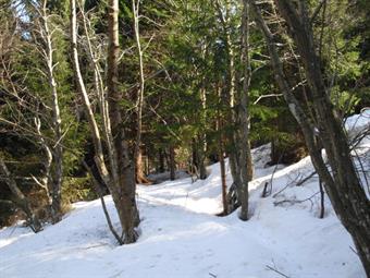 Dopo esserci districati nelle ramaglie semisepolte dalla neve riprendiamo un buon sentiero in leggera salita.