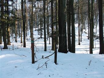 Un rettilineo ed un'ampia curva a sinistra ci portano al bivio seguente, posto sulla sella fra l'anticima dello Skol ed il Mali Cesevnik.