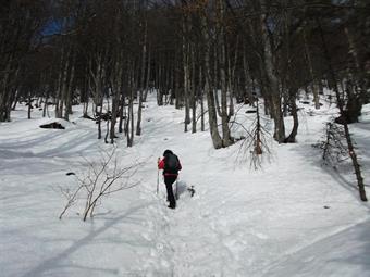 Usciti su una piccola radura con un caratteristico roccione a quota 1386, la pineta lascia nuovamente il posto alla spoglia faggeta ed il sentiero inizia a salire ripidamente fino ad un bivio, dove lasciamo a destra il percorso estivo segnalato.