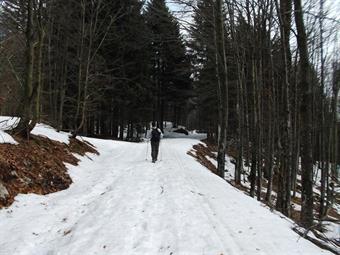 L'ampio tracciato inizia a salire nella foresta con pendenza costante, risultando ancora ben innevato nonostante la primavera ormai alle porte.