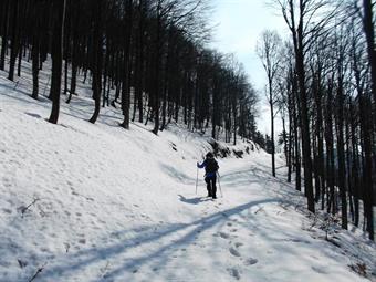 Invertita la direzione di marcia proseguiamo ora verso meridione,  fino ad arrivare dopo una leggera discesa all'esaurimento della forestale.