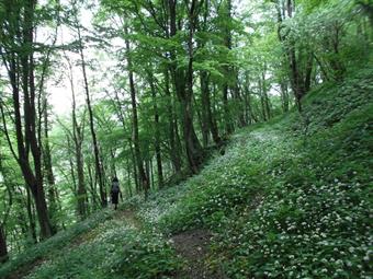 Il sentiero prosegue quindi con una leggera salita ed una lunga discesa nel bosco fino ad un evidente bivio, dove proseguiamo a sinistra, abbandonando la prosecuzione dell'inerbita mulattiera.