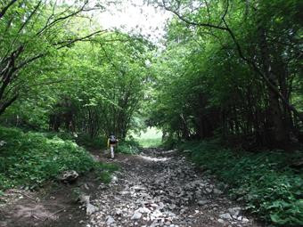 Il sentiero dopo aver incrociato una pista più larga, la segue per un tratto, poi l'abbandona e prosegue nel fitto bosco.
