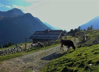 La discesa a tratti ripida si esaurisce all'ampia terrazza pascoliva dell'Untere Kofleralm/M.ga del Covolo Inferiore, dove troviamo le successive indicazioni.