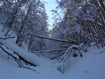 Per questo motivo mi è parso opportuno suddividere difficoltà e dislivello. C'è anche da dire che, tralasciando il panorama dal Nebria, il tratto più emozionante consta proprio nell'avanzare del troi 608 in un bosco splendido, silente e carico di neve, im