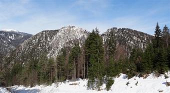 Ma ecco il Nebria! O meglio LE Nebrie! Due grandi conifere celano il cordone ombelicale che trattiene le  cime d'un monte bifronte. A sinistra quella burbera e rocciosa, dominata dal candore, a destra la sorella minore, chiomata di verdi. 