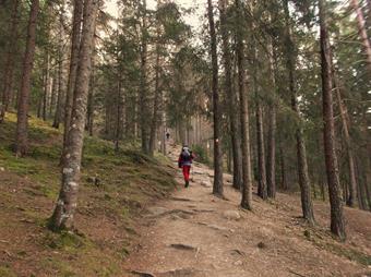 DESCRIZIONE: Lasciata l'auto nell'ampio spiazzo sterrato seguiamo le indicazioni del sentiero segnalato diretto alle Erdpyramiden/Piramidi di Terra, entrando nella pineta  dopo una breve scalinata con passamano e gradini in legno.