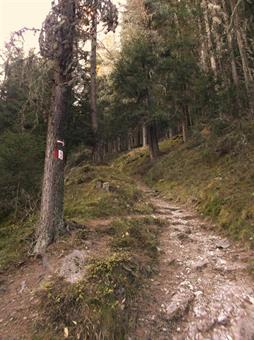 Abbandonata la forestale, svoltiamo a destra inerpicandoci decisamente verso l'alto su sentiero a tratti sconnesso a causa di grossi ciotoli e radici affioranti, intersecando ancora un paio di volte lo sterrato durante il cammino.