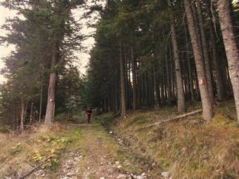 DESCRIZIONE: Lasciata l'auto nell'ampio spiazzo sterrato seguiamo le indicazioni dell'AVS 7B diretto alla Tesselberger Alm/Malga di Montassilone ed allo Schönbichl/Belcolle entrando nella pineta.