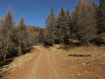 Il sentiero dopo essere transitato in una radura caratterizzata da diversi alberi schiantati dai fulmini in tempi più o meno recenti, confluisce definitivamente sullo sterrato principale e prosegue verso settentrione.