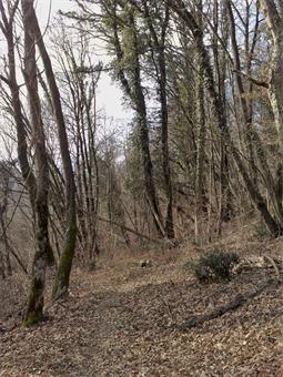 Inoltre il tratto di sentiero segnalato discendente dalla rotabile diretta alla borgata di Paljevo (foto 23) alla rotabile diretta a Plave (foto 24) è stato ripulito dalla vegetazione infestante un tempo presente.