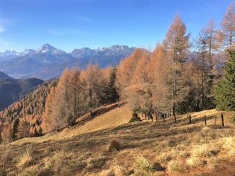 Dall'altura si gode un discreto panorama sulle Dolomiti con l'inconfondibile mole dell'Antelao.