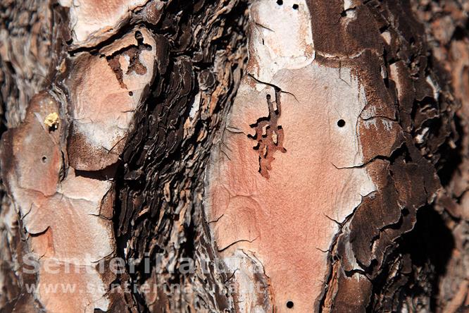 03-La corteccia rosata del pino canario - Pico Bejenado