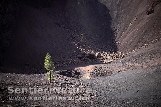 13-Pino isolato sul fondo del cratere - Ruta de los Volcanes