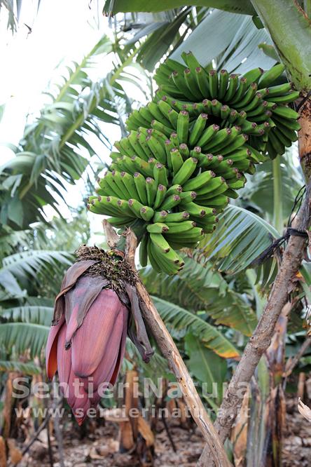 11-Casco di banane sorretto da tutore in una piantagione all'isola di La Palma