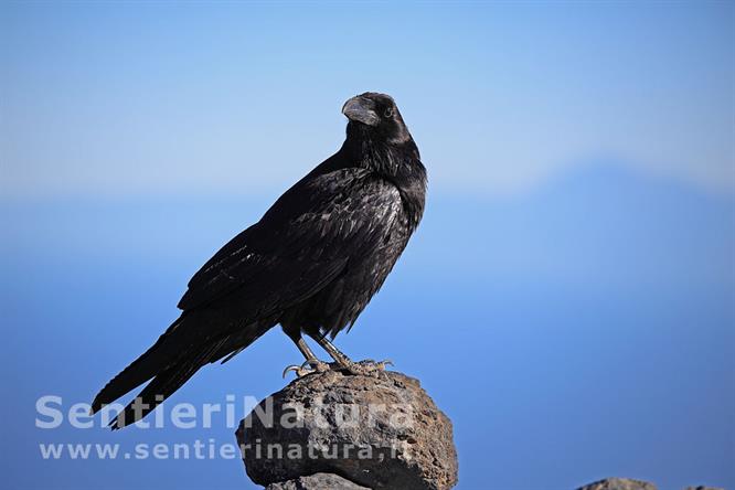 06-Il corvo sull'ometto della cima del Pico de la Nieve