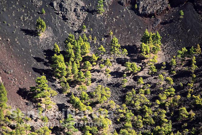 04-I pini canari colonizzano l'interno del cratere - Vulcano San Antonio e Teneguia
