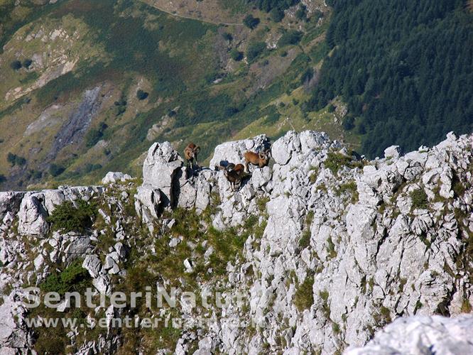 14-Gruppo di mufloni sulle rocce presso la cima della Pania della Croce