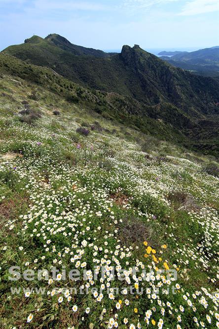 13-Le pendici fiorite del monte Capannello