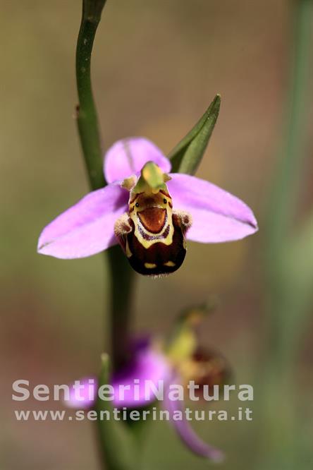 15-Ophrys a Pianosa