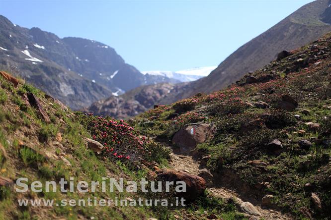 09-Rododendri lungo il sentiero glaciologico 