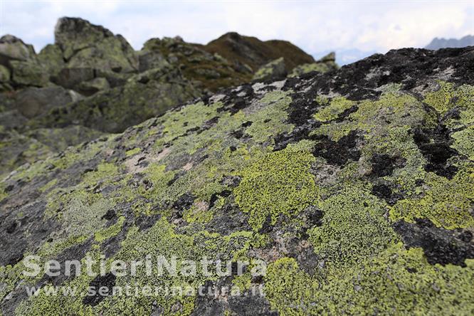 12-Lichene geografico sulle rocce della cresta
