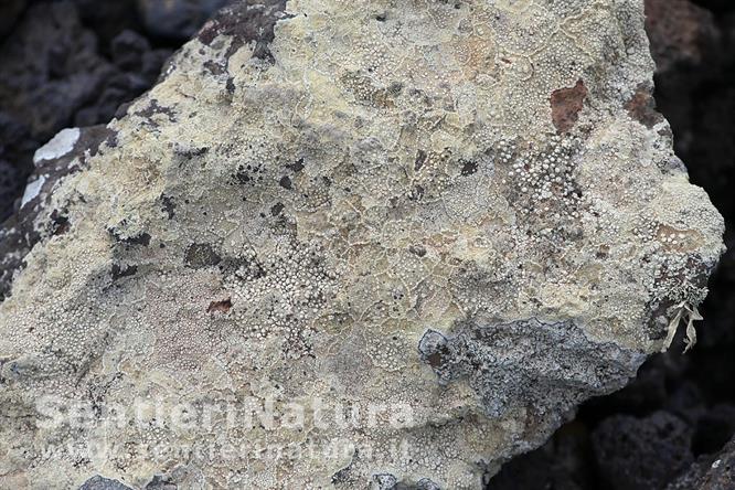 02-Intarsi di licheni sulla roccia lavica