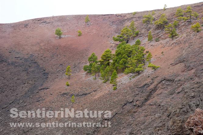 03-Macchia di pini canari nel cratere del Volcan Martin