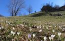 16-Fioritura di crochi sulle pendici del monte Vallaconin