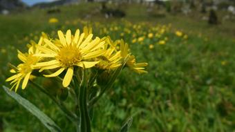 posto quest'altra foto. Entrambe sono state scattate lo scorso 6 giugno tra casera Lodina e l'omonima forcella. Come avete fatto giustamente notare, se si trattasse di Senecio doronicum il periodo di fioritura sarebbe anomalo. Ma anche le foto sono abbast